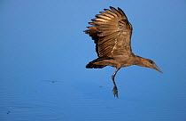 Hammerhead stork landing (Scopus umbretta) Moremi WR Botswana