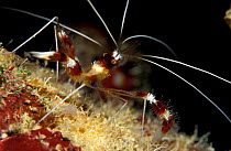 Banded coral shrimp {Stenopus hispidus} Cuba, Caribbean Sea