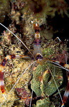 Banded coral shrimp {Stenopus hispidus} Cuba Caribbean Sea