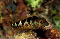 Blenny {Blenniidae} Underwater Mediterranean