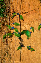 Blue headed parrots at clay lick {Pionus menstruus} Manu Peru