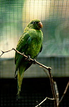 Mauritius parakeet in aviary {Psittacula echo} Mauritius
