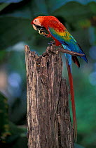 Scarlet macaw {Ara macao} holding palm nut in claw and feeding, Madre de Dios, Peru