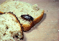 Common cockroach on bread {Blatta orientalis} UK
