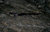 Cave salamander on rock {Batrachuperus persicus} Iran