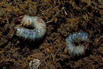 Dor beetle larvae {Geotrupes stercorarius}