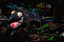 Leaf-tailed Gecko threat display {Uroplatus fimbriatus} Nosy Mangabe, Madagascar.