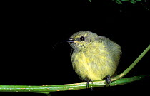 Yellow bellied sunbird {Neodrepanis hypoxantha} Montagne D'Ambre, Madagascar