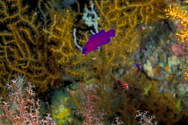 Orchid Dottyback {Pseudochromis fridmani} Red Sea