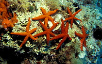 Group of red starfish {Ophidiaster ophidianus} Mediterranean Sea