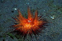 Radiant sea urchin {Astropyga radiata} with small urchin crab {Becrida adamsii} Indonesia