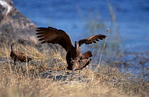 Hammerhead storks mating {Scopus umbretta} Chobe NP Botswana