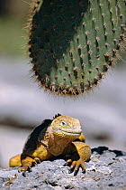 Land iguana with cactus {Conolophus subcristatus} Plaza, Galapagos