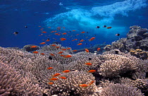 Coral reef scenic with Anthias and waves Red Sea Egypt