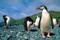 Royal penguins {Eudyptes schlegeli} Macquarie island, Tasmania Sandy bay.