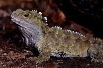 Tuatara {Sphenodon punctatus} captive New Zealand