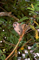 Common squirrel monkey {Saimiri sciureus} captive Amazon Ecuado