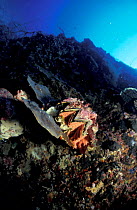 Oyster {Lophia folium} Philippines