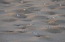 Crab plover nesting colony {Dromas ardeola} United Arab Emirates - Nests underground