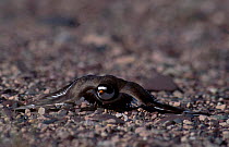 Ringed plover feigning injury {Charadrius hiaticula} Canada