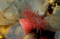 Proliferating anemone {Epiactis prolifera} Underwater Pacific / Canada
