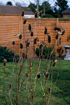 Goldfinches feeding on teasel {Carduelis carduelis} Wiltshire, UK