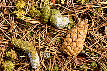 Capercaille droppings {Tetrao urogallus} Abernethy, Scotland, UK
