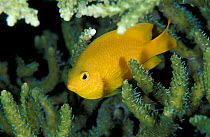 Ambon Damselfish {Pomacentrus amboinendsis} Sulawesi, Indonesi