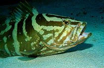 Nassau grouper {Epinephelus striatus} Caribbean