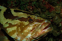 Nassau grouper {Epinephelus striatus} Caribbean