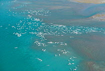 Aerial view of White (Beluga) Whales. {Delphinapterus leucas} Cunningham Inlet,Somerset Isle