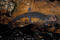 Black bellied salamander {Desmognathus quadramaculatus} North Carolina, USA