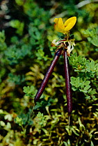 Bird's foot trefoil flower with seed pods {Lotus corniculatus} Scotland, UK