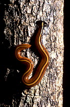 Flat worm on tree bark {Tricladida} Madagascar