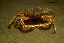 Spiny spider crab {Maja squinado} Scotland UK