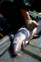 Fishermen with Common atlantic sturgeon caught for caviar. Iran {Acipenser sturio} Caspian sea
