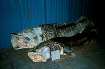 Common atlantic sturgeon for sale for caviar {Acipenser sturio} Caspian sea Iran