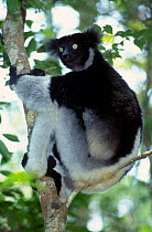 Male Indri in tree {Indri indri} Analamazaotra R Madagascar
