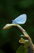 Holly blue butterfly {Celastrina argiolus} on new ivy. UK