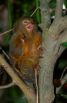 Pygmy marmoset {Cebuella pygmaea} sitting in tree. captiv