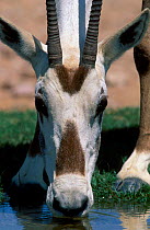 Close-up of Arabian oryx {Oryx leucoryx} face whilst drinking. Jaaluni Oman.