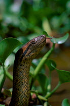 Anaconda portrait with tongue out {Eunectes murinus} Venezuela