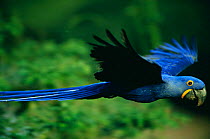 Hyacinth macaw {Anodorhynchus hyacinthinus} flying. Pantanal, Brazil.
