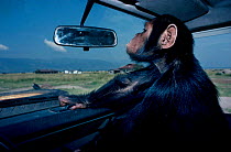 Captive confiscated Chimpanzee in car. {Pan troglodytes} Virunga NP Zaire Africa