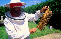 Bee keeper in protective clothing with queen bee cells {Apis mellifera} UK