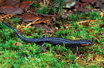 Appalachian woodland salamander {Plethodon jordani} Great Smoky Mountains, USA