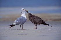Herring gull adult juvenile {Larus argentatus} New York USA