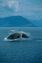 Humpback whale {Megaptera novaeangliae} breaching Alaska USA