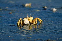 Ghost crab on beach {Ocypode saratan} Oman