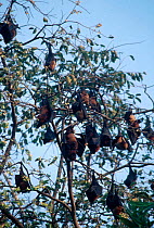 Indian flying foxes {Pteropus giganteus} roosting in tree Bangladesh